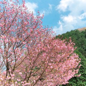 羽根谷だんだん公園、桜並木、3月春の花、岐阜県海津市の観光・撮影スポットの画像と写真