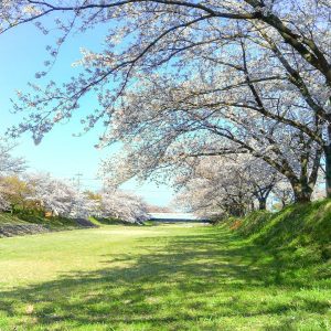 羽根谷だんだん公園、桜並木、3月春の花、岐阜県海津市の観光・撮影スポットの名所