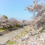 羽根谷だんだん公園、桜並木、3月春の花、岐阜県海津市の観光・撮影スポットの名所