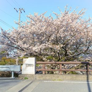 羽根谷だんだん公園、桜並木、3月春の花、岐阜県海津市の観光・撮影スポットの名所