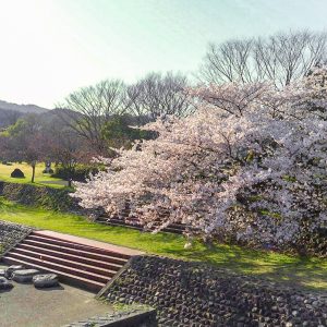 羽根谷だんだん公園、桜並木、3月春の花、岐阜県海津市の観光・撮影スポットの名所羽根谷だんだん公園、桜並木、3月春の花、岐阜県海津市の観光・撮影スポットの名所
