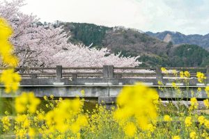 羽根谷だんだん公園、桜並木、3月春の花、岐阜県海津市の観光・撮影スポットの画像と写真