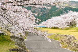 羽根谷だんだん公園、桜並木、3月春の花、岐阜県海津市の観光・撮影スポットの画像と写真