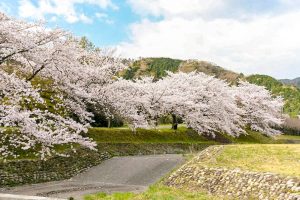 羽根谷だんだん公園、桜並木、3月春の花、岐阜県海津市の観光・撮影スポットの画像と写真