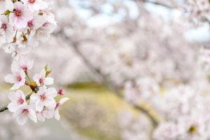 羽根谷だんだん公園、桜並木、3月春の花、岐阜県海津市の観光・撮影スポットの画像と写真