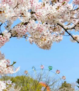 東山動植物園、桜祭り　3月春の花名古屋市千種区の観光・撮影スポットの写真