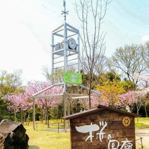 東山動植物園、桜祭り　3月春の花名古屋市千種区の観光・撮影スポットの写真