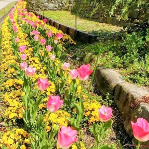 東山動植物園、春の花　3月春の花名古屋市千種区の観光・撮影スポットの写真