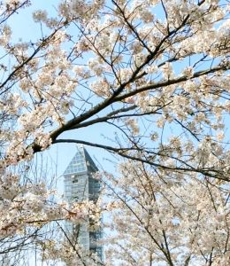 東山動植物園、桜祭り　3月春の花名古屋市千種区の観光・撮影スポットの写真