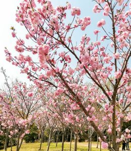 東山動植物園、桜祭り　3月春の花名古屋市千種区の観光・撮影スポットの写真