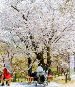 東山動植物園、桜祭り　3月春の花名古屋市千種区の観光・撮影スポットの写真
