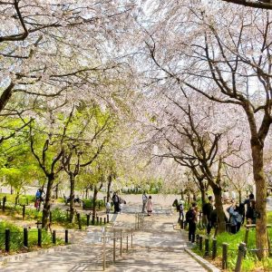 東山動植物園、桜祭り　3月春の花名古屋市千種区の観光・撮影スポットの写真