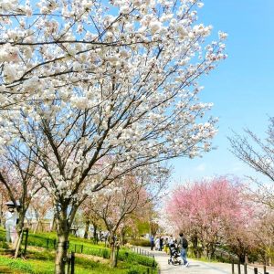 東山動植物園、桜祭り　3月春の花名古屋市千種区の観光・撮影スポットの写真