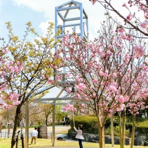 東山動植物園、桜祭り　3月春の花名古屋市千種区の観光・撮影スポットの写真