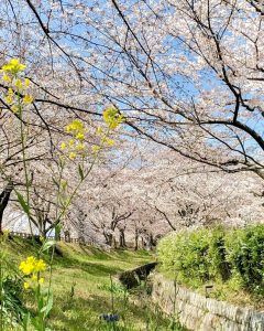 石垣池公園、さくら、３月春の花、三重県鈴鹿市の観光・撮影スポットの画像と写真