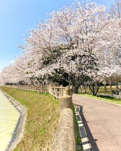 石垣池公園、さくら、３月春の花、三重県鈴鹿市の観光・撮影スポットの画像と写真
