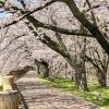 石垣池公園、さくら、３月春の花、三重県鈴鹿市の観光・撮影スポットの画像と写真