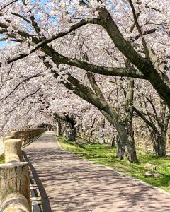 石垣池公園、さくら、３月春の花、三重県鈴鹿市の観光・撮影スポットの画像と写真