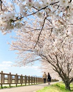 石垣池公園、さくら、３月春の花、三重県鈴鹿市の観光・撮影スポットの画像と写真