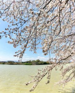 石垣池公園、さくら、３月春の花、三重県鈴鹿市の観光・撮影スポットの画像と写真