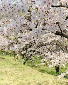 石垣池公園、さくら、３月春の花、三重県鈴鹿市の観光・撮影スポットの画像と写真