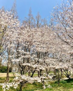 石垣池公園、さくら、３月春の花、三重県鈴鹿市の観光・撮影スポットの画像と写真
