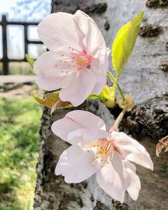 石垣池公園、さくら、３月春の花、三重県鈴鹿市の観光・撮影スポットの画像と写真