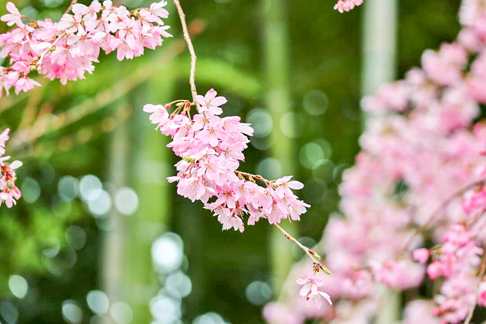 丈山苑、しだれ桜、3月春の花、愛知県安城市の観光・撮影スポットの名所
