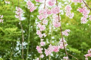 丈山苑、しだれ桜、3月春の花、愛知県安城市の観光・撮影スポットの名所