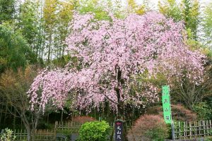 丈山苑、しだれ桜、3月春の花、愛知県安城市の観光・撮影スポットの名所