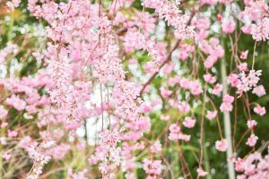 丈山苑、しだれ桜、3月春の花、愛知県安城市の観光・撮影スポットの名所