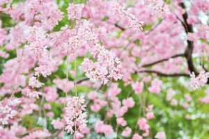 丈山苑、しだれ桜、3月春の花、愛知県安城市の観光・撮影スポットの名所
