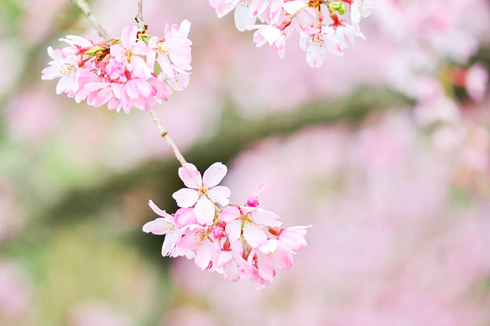 丈山苑、しだれ桜、3月春の花、愛知県安城市の観光・撮影スポットの名所