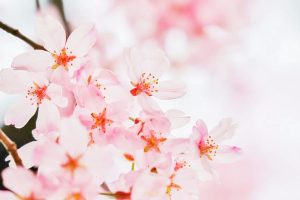 丈山苑、しだれ桜、3月春の花、愛知県安城市の観光・撮影スポットの名所