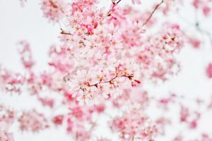 丈山苑、しだれ桜、3月春の花、愛知県安城市の観光・撮影スポットの名所