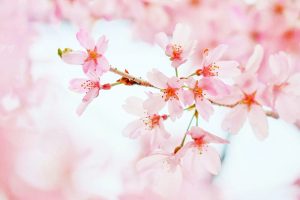 丈山苑、しだれ桜、3月春の花、愛知県安城市の観光・撮影スポットの名所