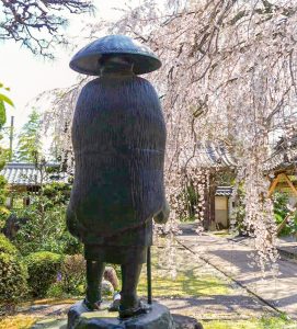 皆善寺、しだれ桜、3月春の花、岐阜県海津市の観光・撮影スポットの画像と写真