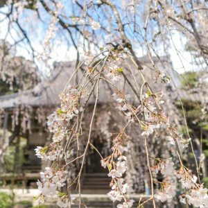 皆善寺、しだれ桜、3月春の花、岐阜県海津市の観光・撮影スポットの画像と写真