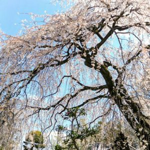 皆善寺、しだれ桜、3月春の花、岐阜県海津市の観光・撮影スポットの画像と写真
