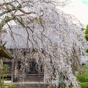 皆善寺、しだれ桜、3月春の花、岐阜県海津市の観光・撮影スポットの画像と写真