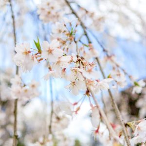 皆善寺、しだれ桜、3月春の花、岐阜県海津市の観光・撮影スポットの画像と写真