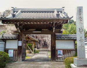 皆善寺、しだれ桜、3月春の花、岐阜県海津市の観光・撮影スポットの画像と写真