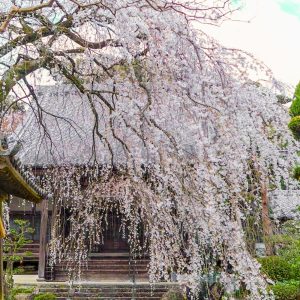 皆善寺、しだれ桜、3月春の花、岐阜県海津市の観光・撮影スポットの画像と写真