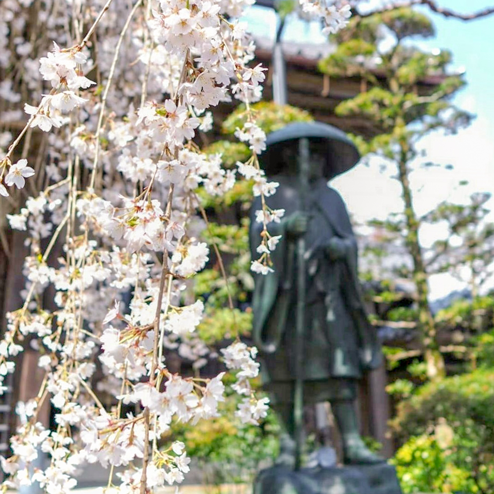皆善寺、しだれ桜、3月春の花、岐阜県海津市の観光・撮影スポットの画像と写真