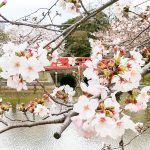 亀城公園、桜、３月春の花、愛知県刈谷市の観光・撮影スポットの画像と写真