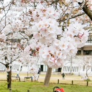 亀城公園、桜、３月春の花、愛知県刈谷市の観光・撮影スポットの画像と写真