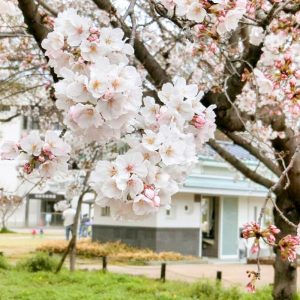 亀城公園、桜、３月春の花、愛知県刈谷市の観光・撮影スポットの画像と写真亀城公園、桜、３月春の花、愛知県刈谷市の観光・撮影スポットの画像と写真