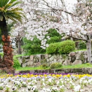 亀城公園、桜、３月春の花、愛知県刈谷市の観光・撮影スポットの画像と写真