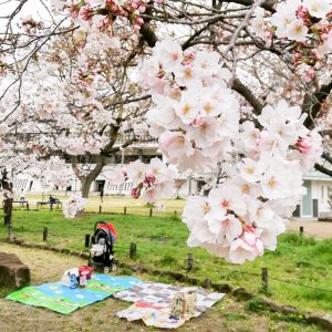 亀城公園、桜、３月春の花、愛知県刈谷市の観光・撮影スポットの画像と写真