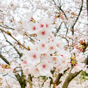 亀城公園、桜、３月春の花、愛知県刈谷市の観光・撮影スポットの画像と写真